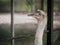 Close up with an ostrich`s head behind a wired fence at the zoo