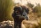 close up ostrich in sunlight on a blurred background