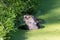 Close-up of an otter eating special food