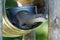 Close-up of an otter eating special food