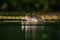 Close up of an otter feeding at night