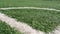 Close up of the out of bounds line on a turf football field.