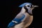 close up of outdoor blue jay bird