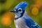 close up of outdoor blue jay bird