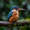 close up of outdoor common kingfisher bird