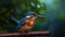 close up of outdoor common kingfisher bird