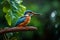 close up of outdoor common kingfisher bird