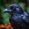 close up of outdoor crow bird