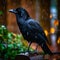 close up of outdoor crow bird