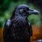 close up of outdoor crow bird