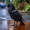 close up of outdoor crow bird