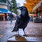 close up of outdoor crow bird