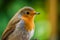 close up of outdoor european robin bird