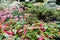 Close up of an outdoor flowerbed in Toronto