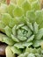 Close up of an outdoor succulent rosette