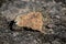 Close up outdoor view of stone on the ground. Piece of orange rocky stone. Beautiful texture