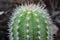 Close up outdoors cactus view