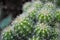 Close up outdoors cactus view