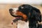 Close up outdoors portrait of a bernese mountain dog looking playful aside.