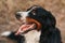 Close up outdoors portrait of a bernese mountain dog looking playful aside.