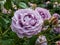 Close-up of outstanding, old fashioned lavender rose `Novalis` with multi layered mauve flowers in sunlight in green garden