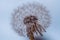 Close up of a overblown dandelion flower