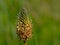 Close-up of an overblown green ribwort plantain flower - Plantago lanceolata