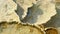 Close up overhead shot of the travertine terraces of mound spring at mammoth hot springs in yellowstone