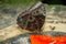 Close up of an Owl Butterfly Caligo