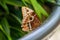 Close up of an owl butterfly (Caligo) on a flowerpot