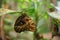 Close up on Owl Butterfly Caligo Memnon