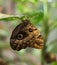 Close up on Owl Butterfly Caligo Memnon