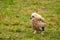 Close-up of an owl chick eagle owl. The bird is unstable in grass