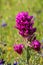 Close up of Owl`s clover Castilleja exserta wildflower, California