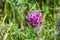 Close up of Owl`s clover Castilleja exserta wildflower, Santa Clara county, south San Francisco bay area, California