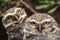 Close Up Owls looking at the camera - Athene cunicularia