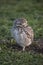 Close-up of the owls in the open field. athene cunicularia