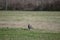 Close-up of the owls in the open field. athene cunicularia