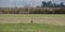 Close-up of the owls in the open field. athene cunicularia