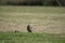 Close-up of the owls in the open field. athene cunicularia