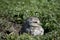 Close-up of the owls in the open field. athene cunicularia