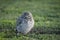 Close-up of the owls in the open field. athene cunicularia