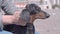 Close up the owner makes a head massage to his dachshund dog, pleasantly stroking his ears. A person is relaxing on the