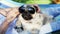 Close-up, the owner puts on sunglasses on a resting cute pug dog at sunset in the park