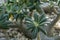 Close up of pachypodium rosulatum plant from madagascar on stone ground