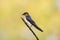 close-up of Pacific swallow bird standing on branch