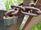 Close-up of a padlock on a thick rust-covered chain