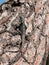 Close up of Painted Dragon reptile Stellagama Stellio Brachydactyla