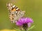 Close-up of a painted lady butterfly