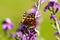 Close Up of Painted Lady Butterfly feeding on hardy wallflower